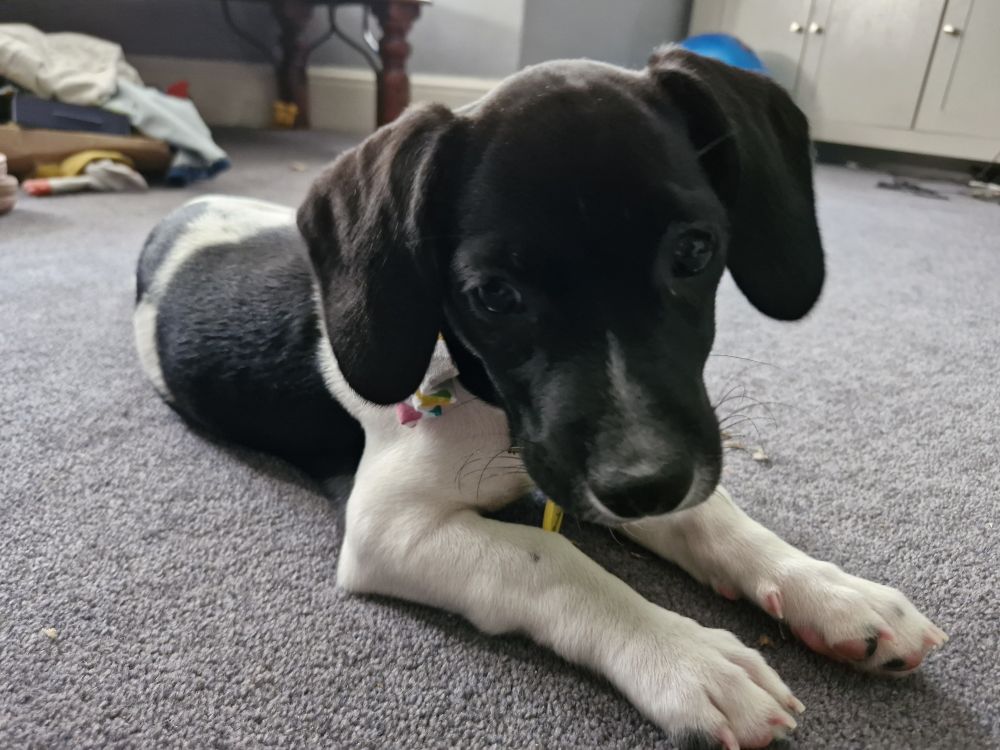 {"type":"elementor","siteurl":"https://theshampooch.co.uk/wp-json/","elements":[{"id":"b5b2b0a","elType":"widget","isInner":false,"isLocked":false,"settings":{"testimonial_content":"We brought our 13 week old puppy for a groom and claw clipping. We knew he was in safe hands and left him for 40 minutes. He emerged with a shiny coat, smelling really lush and was so super glad to hear how good he had been throughout the experience. Thank you so much for taking such good care of him, can't wait to see you again soon!","testimonial_name":"13 Week Pup","testimonial_job":"","testimonial_alignment":"left","testimonial_image":{"id":"584","url":"https://theshampooch.co.uk/wp-content/uploads/2020/03/testimonial-02-free-img.jpg"},"image_border_border":"dashed","image_border_width":{"unit":"px","top":"1","right":"1","bottom":"1","left":"1","isLinked":"1"},"_padding_tablet":{"unit":"px","top":"0","right":"0","bottom":"20","left":"0","isLinked":""},"image_border_radius":{"unit":"px","top":"20","right":"20","bottom":"20","left":"20","isLinked":"1"},"display_condition_list":[{"display_condition_login_status":"subscriber","_id":"693612b","display_condition_key":"role","display_condition_operator":"is","display_condition_operator_advanced_date":"less","display_condition_date":"25-07-2025","display_condition_day":"monday","display_condition_role":"subscriber","display_condition_browser":"chrome","display_condition_operating_system":"mac_os","display_condition_date_range":"25-07-2025 to 27-07-2025","display_condition_page":"","display_condition_post":"","display_condition_static_page":"home","display_condition_time_span_start":"10:00","display_condition_time_span_end":"11:00","display_condition_visitor_type":"new","display_condition_request_parameter_key":"","display_condition_request_parameter_value":"","display_condition_advanced_date":"25-07-2025","display_condition_geolocation":"","display_condition_acf_text_key":"","display_condition_acf_text_value":""}],"__globals__":{"image_border_color":"globals/colors?id=astglobalcolor2"},"content_typography_typography":"custom","content_width":"full","testimonial_image_size":"full","testimonial_image_custom_dimension":{"width":"","height":""},"link":{"url":"","is_external":"","nofollow":"","custom_attributes":""},"testimonial_image_position":"aside","testimonial_alignment_tablet":"","testimonial_alignment_mobile":"","content_content_color":"","content_typography_font_family":"","content_typography_font_size":{"unit":"px","size":"","sizes":[]},"content_typography_font_size_tablet":{"unit":"px","size":"","sizes":[]},"content_typography_font_size_mobile":{"unit":"px","size":"","sizes":[]},"content_typography_font_weight":"","content_typography_text_transform":"","content_typography_font_style":"","content_typography_text_decoration":"","content_typography_line_height":{"unit":"px","size":"","sizes":[]},"content_typography_line_height_tablet":{"unit":"em","size":"","sizes":[]},"content_typography_line_height_mobile":{"unit":"em","size":"","sizes":[]},"content_typography_letter_spacing":{"unit":"px","size":"","sizes":[]},"content_typography_letter_spacing_tablet":{"unit":"px","size":"","sizes":[]},"content_typography_letter_spacing_mobile":{"unit":"px","size":"","sizes":[]},"content_typography_word_spacing":{"unit":"px","size":"","sizes":[]},"content_typography_word_spacing_tablet":{"unit":"em","size":"","sizes":[]},"content_typography_word_spacing_mobile":{"unit":"em","size":"","sizes":[]},"content_shadow_text_shadow_type":"","content_shadow_text_shadow":{"horizontal":0,"vertical":0,"blur":10,"color":"rgba(0,0,0,0.3)"},"image_size":{"unit":"px","size":"","sizes":[]},"image_size_tablet":{"unit":"px","size":"","sizes":[]},"image_size_mobile":{"unit":"px","size":"","sizes":[]},"image_border_width_tablet":{"unit":"px","top":"","right":"","bottom":"","left":"","isLinked":true},"image_border_width_mobile":{"unit":"px","top":"","right":"","bottom":"","left":"","isLinked":true},"image_border_color":"","image_border_radius_tablet":{"unit":"px","top":"","right":"","bottom":"","left":"","isLinked":true},"image_border_radius_mobile":{"unit":"px","top":"","right":"","bottom":"","left":"","isLinked":true},"name_text_color":"","name_typography_typography":"","name_typography_font_family":"","name_typography_font_size":{"unit":"px","size":"","sizes":[]},"name_typography_font_size_tablet":{"unit":"px","size":"","sizes":[]},"name_typography_font_size_mobile":{"unit":"px","size":"","sizes":[]},"name_typography_font_weight":"","name_typography_text_transform":"","name_typography_font_style":"","name_typography_text_decoration":"","name_typography_line_height":{"unit":"px","size":"","sizes":[]},"name_typography_line_height_tablet":{"unit":"em","size":"","sizes":[]},"name_typography_line_height_mobile":{"unit":"em","size":"","sizes":[]},"name_typography_letter_spacing":{"unit":"px","size":"","sizes":[]},"name_typography_letter_spacing_tablet":{"unit":"px","size":"","sizes":[]},"name_typography_letter_spacing_mobile":{"unit":"px","size":"","sizes":[]},"name_typography_word_spacing":{"unit":"px","size":"","sizes":[]},"name_typography_word_spacing_tablet":{"unit":"em","size":"","sizes":[]},"name_typography_word_spacing_mobile":{"unit":"em","size":"","sizes":[]},"name_shadow_text_shadow_type":"","name_shadow_text_shadow":{"horizontal":0,"vertical":0,"blur":10,"color":"rgba(0,0,0,0.3)"},"job_text_color":"","job_typography_typography":"","job_typography_font_family":"","job_typography_font_size":{"unit":"px","size":"","sizes":[]},"job_typography_font_size_tablet":{"unit":"px","size":"","sizes":[]},"job_typography_font_size_mobile":{"unit":"px","size":"","sizes":[]},"job_typography_font_weight":"","job_typography_text_transform":"","job_typography_font_style":"","job_typography_text_decoration":"","job_typography_line_height":{"unit":"px","size":"","sizes":[]},"job_typography_line_height_tablet":{"unit":"em","size":"","sizes":[]},"job_typography_line_height_mobile":{"unit":"em","size":"","sizes":[]},"job_typography_letter_spacing":{"unit":"px","size":"","sizes":[]},"job_typography_letter_spacing_tablet":{"unit":"px","size":"","sizes":[]},"job_typography_letter_spacing_mobile":{"unit":"px","size":"","sizes":[]},"job_typography_word_spacing":{"unit":"px","size":"","sizes":[]},"job_typography_word_spacing_tablet":{"unit":"em","size":"","sizes":[]},"job_typography_word_spacing_mobile":{"unit":"em","size":"","sizes":[]},"job_shadow_text_shadow_type":"","job_shadow_text_shadow":{"horizontal":0,"vertical":0,"blur":10,"color":"rgba(0,0,0,0.3)"},"_title":"","_margin":{"unit":"px","top":"","right":"","bottom":"","left":"","isLinked":true},"_margin_tablet":{"unit":"px","top":"","right":"","bottom":"","left":"","isLinked":true},"_margin_mobile":{"unit":"px","top":"","right":"","bottom":"","left":"","isLinked":true},"_padding":{"unit":"px","top":"","right":"","bottom":"","left":"","isLinked":true},"_padding_mobile":{"unit":"px","top":"","right":"","bottom":"","left":"","isLinked":true},"_element_width":"","_element_width_tablet":"","_element_width_mobile":"","_element_custom_width":{"unit":"%","size":"","sizes":[]},"_element_custom_width_tablet":{"unit":"px","size":"","sizes":[]},"_element_custom_width_mobile":{"unit":"px","size":"","sizes":[]},"_grid_column":"","_grid_column_tablet":"","_grid_column_mobile":"","_grid_column_custom":"","_grid_column_custom_tablet":"","_grid_column_custom_mobile":"","_grid_row":"","_grid_row_tablet":"","_grid_row_mobile":"","_grid_row_custom":"","_grid_row_custom_tablet":"","_grid_row_custom_mobile":"","_flex_align_self":"","_flex_align_self_tablet":"","_flex_align_self_mobile":"","_flex_order":"","_flex_order_tablet":"","_flex_order_mobile":"","_flex_order_custom":"","_flex_order_custom_tablet":"","_flex_order_custom_mobile":"","_flex_size":"","_flex_size_tablet":"","_flex_size_mobile":"","_flex_grow":1,"_flex_grow_tablet":"","_flex_grow_mobile":"","_flex_shrink":1,"_flex_shrink_tablet":"","_flex_shrink_mobile":"","_element_vertical_align":"","_element_vertical_align_tablet":"","_element_vertical_align_mobile":"","_position":"","_offset_orientation_h":"start","_offset_x":{"unit":"px","size":0,"sizes":[]},"_offset_x_tablet":{"unit":"px","size":"","sizes":[]},"_offset_x_mobile":{"unit":"px","size":"","sizes":[]},"_offset_x_end":{"unit":"px","size":0,"sizes":[]},"_offset_x_end_tablet":{"unit":"px","size":"","sizes":[]},"_offset_x_end_mobile":{"unit":"px","size":"","sizes":[]},"_offset_orientation_v":"start","_offset_y":{"unit":"px","size":0,"sizes":[]},"_offset_y_tablet":{"unit":"px","size":"","sizes":[]},"_offset_y_mobile":{"unit":"px","size":"","sizes":[]},"_offset_y_end":{"unit":"px","size":0,"sizes":[]},"_offset_y_end_tablet":{"unit":"px","size":"","sizes":[]},"_offset_y_end_mobile":{"unit":"px","size":"","sizes":[]},"_z_index":"","_z_index_tablet":"","_z_index_mobile":"","_element_id":"","_css_classes":"","e_display_conditions":"","_element_cache":"","display_condition_enable":"","display_condition_to":"show","display_condition_relation":"and","display_condition_time_zone":"local","motion_fx_motion_fx_scrolling":"","motion_fx_translateY_effect":"","motion_fx_translateY_direction":"","motion_fx_translateY_speed":{"unit":"px","size":4,"sizes":[]},"motion_fx_translateY_affectedRange":{"unit":"%","size":"","sizes":{"start":0,"end":100}},"motion_fx_translateX_effect":"","motion_fx_translateX_direction":"","motion_fx_translateX_speed":{"unit":"px","size":4,"sizes":[]},"motion_fx_translateX_affectedRange":{"unit":"%","size":"","sizes":{"start":0,"end":100}},"motion_fx_opacity_effect":"","motion_fx_opacity_direction":"out-in","motion_fx_opacity_level":{"unit":"px","size":10,"sizes":[]},"motion_fx_opacity_range":{"unit":"%","size":"","sizes":{"start":20,"end":80}},"motion_fx_blur_effect":"","motion_fx_blur_direction":"out-in","motion_fx_blur_level":{"unit":"px","size":7,"sizes":[]},"motion_fx_blur_range":{"unit":"%","size":"","sizes":{"start":20,"end":80}},"motion_fx_rotateZ_effect":"","motion_fx_rotateZ_direction":"","motion_fx_rotateZ_speed":{"unit":"px","size":1,"sizes":[]},"motion_fx_rotateZ_affectedRange":{"unit":"%","size":"","sizes":{"start":0,"end":100}},"motion_fx_scale_effect":"","motion_fx_scale_direction":"out-in","motion_fx_scale_speed":{"unit":"px","size":4,"sizes":[]},"motion_fx_scale_range":{"unit":"%","size":"","sizes":{"start":20,"end":80}},"motion_fx_transform_origin_x":"center","motion_fx_transform_origin_y":"center","motion_fx_devices":["desktop","tablet","mobile"],"motion_fx_range":"","motion_fx_motion_fx_mouse":"","motion_fx_mouseTrack_effect":"","motion_fx_mouseTrack_direction":"","motion_fx_mouseTrack_speed":{"unit":"px","size":1,"sizes":[]},"motion_fx_tilt_effect":"","motion_fx_tilt_direction":"","motion_fx_tilt_speed":{"unit":"px","size":4,"sizes":[]},"handle_motion_fx_asset_loading":"","sticky":"","sticky_on":["desktop","tablet","mobile"],"sticky_offset":0,"sticky_offset_tablet":"","sticky_offset_mobile":"","sticky_effects_offset":0,"sticky_effects_offset_tablet":"","sticky_effects_offset_mobile":"","sticky_anchor_link_offset":0,"sticky_anchor_link_offset_tablet":"","sticky_anchor_link_offset_mobile":"","sticky_parent":"","_animation":"","_animation_tablet":"","_animation_mobile":"","animation_duration":"","_animation_delay":"","_transform_rotate_popover":"","_transform_rotateZ_effect":{"unit":"px","size":"","sizes":[]},"_transform_rotateZ_effect_tablet":{"unit":"deg","size":"","sizes":[]},"_transform_rotateZ_effect_mobile":{"unit":"deg","size":"","sizes":[]},"_transform_rotate_3d":"","_transform_rotateX_effect":{"unit":"px","size":"","sizes":[]},"_transform_rotateX_effect_tablet":{"unit":"deg","size":"","sizes":[]},"_transform_rotateX_effect_mobile":{"unit":"deg","size":"","sizes":[]},"_transform_rotateY_effect":{"unit":"px","size":"","sizes":[]},"_transform_rotateY_effect_tablet":{"unit":"deg","size":"","sizes":[]},"_transform_rotateY_effect_mobile":{"unit":"deg","size":"","sizes":[]},"_transform_perspective_effect":{"unit":"px","size":"","sizes":[]},"_transform_perspective_effect_tablet":{"unit":"px","size":"","sizes":[]},"_transform_perspective_effect_mobile":{"unit":"px","size":"","sizes":[]},"_transform_translate_popover":"","_transform_translateX_effect":{"unit":"px","size":"","sizes":[]},"_transform_translateX_effect_tablet":{"unit":"px","size":"","sizes":[]},"_transform_translateX_effect_mobile":{"unit":"px","size":"","sizes":[]},"_transform_translateY_effect":{"unit":"px","size":"","sizes":[]},"_transform_translateY_effect_tablet":{"unit":"px","size":"","sizes":[]},"_transform_translateY_effect_mobile":{"unit":"px","size":"","sizes":[]},"_transform_scale_popover":"","_transform_keep_proportions":"yes","_transform_scale_effect":{"unit":"px","size":"","sizes":[]},"_transform_scale_effect_tablet":{"unit":"px","size":"","sizes":[]},"_transform_scale_effect_mobile":{"unit":"px","size":"","sizes":[]},"_transform_scaleX_effect":{"unit":"px","size":"","sizes":[]},"_transform_scaleX_effect_tablet":{"unit":"px","size":"","sizes":[]},"_transform_scaleX_effect_mobile":{"unit":"px","size":"","sizes":[]},"_transform_scaleY_effect":{"unit":"px","size":"","sizes":[]},"_transform_scaleY_effect_tablet":{"unit":"px","size":"","sizes":[]},"_transform_scaleY_effect_mobile":{"unit":"px","size":"","sizes":[]},"_transform_skew_popover":"","_transform_skewX_effect":{"unit":"px","size":"","sizes":[]},"_transform_skewX_effect_tablet":{"unit":"deg","size":"","sizes":[]},"_transform_skewX_effect_mobile":{"unit":"deg","size":"","sizes":[]},"_transform_skewY_effect":{"unit":"px","size":"","sizes":[]},"_transform_skewY_effect_tablet":{"unit":"deg","size":"","sizes":[]},"_transform_skewY_effect_mobile":{"unit":"deg","size":"","sizes":[]},"_transform_flipX_effect":"","_transform_flipY_effect":"","_transform_rotate_popover_hover":"","_transform_rotateZ_effect_hover":{"unit":"px","size":"","sizes":[]},"_transform_rotateZ_effect_hover_tablet":{"unit":"deg","size":"","sizes":[]},"_transform_rotateZ_effect_hover_mobile":{"unit":"deg","size":"","sizes":[]},"_transform_rotate_3d_hover":"","_transform_rotateX_effect_hover":{"unit":"px","size":"","sizes":[]},"_transform_rotateX_effect_hover_tablet":{"unit":"deg","size":"","sizes":[]},"_transform_rotateX_effect_hover_mobile":{"unit":"deg","size":"","sizes":[]},"_transform_rotateY_effect_hover":{"unit":"px","size":"","sizes":[]},"_transform_rotateY_effect_hover_tablet":{"unit":"deg","size":"","sizes":[]},"_transform_rotateY_effect_hover_mobile":{"unit":"deg","size":"","sizes":[]},"_transform_perspective_effect_hover":{"unit":"px","size":"","sizes":[]},"_transform_perspective_effect_hover_tablet":{"unit":"px","size":"","sizes":[]},"_transform_perspective_effect_hover_mobile":{"unit":"px","size":"","sizes":[]},"_transform_translate_popover_hover":"","_transform_translateX_effect_hover":{"unit":"px","size":"","sizes":[]},"_transform_translateX_effect_hover_tablet":{"unit":"px","size":"","sizes":[]},"_transform_translateX_effect_hover_mobile":{"unit":"px","size":"","sizes":[]},"_transform_translateY_effect_hover":{"unit":"px","size":"","sizes":[]},"_transform_translateY_effect_hover_tablet":{"unit":"px","size":"","sizes":[]},"_transform_translateY_effect_hover_mobile":{"unit":"px","size":"","sizes":[]},"_transform_scale_popover_hover":"","_transform_keep_proportions_hover":"yes","_transform_scale_effect_hover":{"unit":"px","size":"","sizes":[]},"_transform_scale_effect_hover_tablet":{"unit":"px","size":"","sizes":[]},"_transform_scale_effect_hover_mobile":{"unit":"px","size":"","sizes":[]},"_transform_scaleX_effect_hover":{"unit":"px","size":"","sizes":[]},"_transform_scaleX_effect_hover_tablet":{"unit":"px","size":"","sizes":[]},"_transform_scaleX_effect_hover_mobile":{"unit":"px","size":"","sizes":[]},"_transform_scaleY_effect_hover":{"unit":"px","size":"","sizes":[]},"_transform_scaleY_effect_hover_tablet":{"unit":"px","size":"","sizes":[]},"_transform_scaleY_effect_hover_mobile":{"unit":"px","size":"","sizes":[]},"_transform_skew_popover_hover":"","_transform_skewX_effect_hover":{"unit":"px","size":"","sizes":[]},"_transform_skewX_effect_hover_tablet":{"unit":"deg","size":"","sizes":[]},"_transform_skewX_effect_hover_mobile":{"unit":"deg","size":"","sizes":[]},"_transform_skewY_effect_hover":{"unit":"px","size":"","sizes":[]},"_transform_skewY_effect_hover_tablet":{"unit":"deg","size":"","sizes":[]},"_transform_skewY_effect_hover_mobile":{"unit":"deg","size":"","sizes":[]},"_transform_flipX_effect_hover":"","_transform_flipY_effect_hover":"","_transform_transition_hover":{"unit":"px","size":"","sizes":[]},"motion_fx_transform_x_anchor_point":"","motion_fx_transform_x_anchor_point_tablet":"","motion_fx_transform_x_anchor_point_mobile":"","motion_fx_transform_y_anchor_point":"","motion_fx_transform_y_anchor_point_tablet":"","motion_fx_transform_y_anchor_point_mobile":"","_background_background":"","_background_color":"","_background_color_stop":{"unit":"%","size":0,"sizes":[]},"_background_color_stop_tablet":{"unit":"%"},"_background_color_stop_mobile":{"unit":"%"},"_background_color_b":"#f2295b","_background_color_b_stop":{"unit":"%","size":100,"sizes":[]},"_background_color_b_stop_tablet":{"unit":"%"},"_background_color_b_stop_mobile":{"unit":"%"},"_background_gradient_type":"linear","_background_gradient_angle":{"unit":"deg","size":180,"sizes":[]},"_background_gradient_angle_tablet":{"unit":"deg"},"_background_gradient_angle_mobile":{"unit":"deg"},"_background_gradient_position":"center center","_background_gradient_position_tablet":"","_background_gradient_position_mobile":"","_background_image":{"url":"","id":"","size":""},"_background_image_tablet":{"url":"","id":"","size":""},"_background_image_mobile":{"url":"","id":"","size":""},"_background_position":"","_background_position_tablet":"","_background_position_mobile":"","_background_xpos":{"unit":"px","size":0,"sizes":[]},"_background_xpos_tablet":{"unit":"px","size":0,"sizes":[]},"_background_xpos_mobile":{"unit":"px","size":0,"sizes":[]},"_background_ypos":{"unit":"px","size":0,"sizes":[]},"_background_ypos_tablet":{"unit":"px","size":0,"sizes":[]},"_background_ypos_mobile":{"unit":"px","size":0,"sizes":[]},"_background_attachment":"","_background_repeat":"","_background_repeat_tablet":"","_background_repeat_mobile":"","_background_size":"","_background_size_tablet":"","_background_size_mobile":"","_background_bg_width":{"unit":"%","size":100,"sizes":[]},"_background_bg_width_tablet":{"unit":"px","size":"","sizes":[]},"_background_bg_width_mobile":{"unit":"px","size":"","sizes":[]},"_background_video_link":"","_background_video_start":"","_background_video_end":"","_background_play_once":"","_background_play_on_mobile":"","_background_privacy_mode":"","_background_video_fallback":{"url":"","id":"","size":""},"_background_slideshow_gallery":[],"_background_slideshow_loop":"yes","_background_slideshow_slide_duration":5000,"_background_slideshow_slide_transition":"fade","_background_slideshow_transition_duration":500,"_background_slideshow_background_size":"","_background_slideshow_background_size_tablet":"","_background_slideshow_background_size_mobile":"","_background_slideshow_background_position":"","_background_slideshow_background_position_tablet":"","_background_slideshow_background_position_mobile":"","_background_slideshow_lazyload":"","_background_slideshow_ken_burns":"","_background_slideshow_ken_burns_zoom_direction":"in","_background_hover_background":"","_background_hover_color":"","_background_hover_color_stop":{"unit":"%","size":0,"sizes":[]},"_background_hover_color_stop_tablet":{"unit":"%"},"_background_hover_color_stop_mobile":{"unit":"%"},"_background_hover_color_b":"#f2295b","_background_hover_color_b_stop":{"unit":"%","size":100,"sizes":[]},"_background_hover_color_b_stop_tablet":{"unit":"%"},"_background_hover_color_b_stop_mobile":{"unit":"%"},"_background_hover_gradient_type":"linear","_background_hover_gradient_angle":{"unit":"deg","size":180,"sizes":[]},"_background_hover_gradient_angle_tablet":{"unit":"deg"},"_background_hover_gradient_angle_mobile":{"unit":"deg"},"_background_hover_gradient_position":"center center","_background_hover_gradient_position_tablet":"","_background_hover_gradient_position_mobile":"","_background_hover_image":{"url":"","id":"","size":""},"_background_hover_image_tablet":{"url":"","id":"","size":""},"_background_hover_image_mobile":{"url":"","id":"","size":""},"_background_hover_position":"","_background_hover_position_tablet":"","_background_hover_position_mobile":"","_background_hover_xpos":{"unit":"px","size":0,"sizes":[]},"_background_hover_xpos_tablet":{"unit":"px","size":0,"sizes":[]},"_background_hover_xpos_mobile":{"unit":"px","size":0,"sizes":[]},"_background_hover_ypos":{"unit":"px","size":0,"sizes":[]},"_background_hover_ypos_tablet":{"unit":"px","size":0,"sizes":[]},"_background_hover_ypos_mobile":{"unit":"px","size":0,"sizes":[]},"_background_hover_attachment":"","_background_hover_repeat":"","_background_hover_repeat_tablet":"","_background_hover_repeat_mobile":"","_background_hover_size":"","_background_hover_size_tablet":"","_background_hover_size_mobile":"","_background_hover_bg_width":{"unit":"%","size":100,"sizes":[]},"_background_hover_bg_width_tablet":{"unit":"px","size":"","sizes":[]},"_background_hover_bg_width_mobile":{"unit":"px","size":"","sizes":[]},"_background_hover_video_link":"","_background_hover_video_start":"","_background_hover_video_end":"","_background_hover_play_once":"","_background_hover_play_on_mobile":"","_background_hover_privacy_mode":"","_background_hover_video_fallback":{"url":"","id":"","size":""},"_background_hover_slideshow_gallery":[],"_background_hover_slideshow_loop":"yes","_background_hover_slideshow_slide_duration":5000,"_background_hover_slideshow_slide_transition":"fade","_background_hover_slideshow_transition_duration":500,"_background_hover_slideshow_background_size":"","_background_hover_slideshow_background_size_tablet":"","_background_hover_slideshow_background_size_mobile":"","_background_hover_slideshow_background_position":"","_background_hover_slideshow_background_position_tablet":"","_background_hover_slideshow_background_position_mobile":"","_background_hover_slideshow_lazyload":"","_background_hover_slideshow_ken_burns":"","_background_hover_slideshow_ken_burns_zoom_direction":"in","_background_hover_transition":{"unit":"px","size":"","sizes":[]},"_border_border":"","_border_width":{"unit":"px","top":"","right":"","bottom":"","left":"","isLinked":true},"_border_width_tablet":{"unit":"px","top":"","right":"","bottom":"","left":"","isLinked":true},"_border_width_mobile":{"unit":"px","top":"","right":"","bottom":"","left":"","isLinked":true},"_border_color":"","_border_radius":{"unit":"px","top":"","right":"","bottom":"","left":"","isLinked":true},"_border_radius_tablet":{"unit":"px","top":"","right":"","bottom":"","left":"","isLinked":true},"_border_radius_mobile":{"unit":"px","top":"","right":"","bottom":"","left":"","isLinked":true},"_box_shadow_box_shadow_type":"","_box_shadow_box_shadow":{"horizontal":0,"vertical":0,"blur":10,"spread":0,"color":"rgba(0,0,0,0.5)"},"_box_shadow_box_shadow_position":" ","_border_hover_border":"","_border_hover_width":{"unit":"px","top":"","right":"","bottom":"","left":"","isLinked":true},"_border_hover_width_tablet":{"unit":"px","top":"","right":"","bottom":"","left":"","isLinked":true},"_border_hover_width_mobile":{"unit":"px","top":"","right":"","bottom":"","left":"","isLinked":true},"_border_hover_color":"","_border_radius_hover":{"unit":"px","top":"","right":"","bottom":"","left":"","isLinked":true},"_border_radius_hover_tablet":{"unit":"px","top":"","right":"","bottom":"","left":"","isLinked":true},"_border_radius_hover_mobile":{"unit":"px","top":"","right":"","bottom":"","left":"","isLinked":true},"_box_shadow_hover_box_shadow_type":"","_box_shadow_hover_box_shadow":{"horizontal":0,"vertical":0,"blur":10,"spread":0,"color":"rgba(0,0,0,0.5)"},"_box_shadow_hover_box_shadow_position":" ","_border_hover_transition":{"unit":"px","size":"","sizes":[]},"_mask_switch":"","_mask_shape":"circle","_mask_image":{"url":"","id":"","size":""},"_mask_notice":"","_mask_size":"contain","_mask_size_tablet":"","_mask_size_mobile":"","_mask_size_scale":{"unit":"%","size":100,"sizes":[]},"_mask_size_scale_tablet":{"unit":"px","size":"","sizes":[]},"_mask_size_scale_mobile":{"unit":"px","size":"","sizes":[]},"_mask_position":"center center","_mask_position_tablet":"","_mask_position_mobile":"","_mask_position_x":{"unit":"%","size":0,"sizes":[]},"_mask_position_x_tablet":{"unit":"px","size":"","sizes":[]},"_mask_position_x_mobile":{"unit":"px","size":"","sizes":[]},"_mask_position_y":{"unit":"%","size":0,"sizes":[]},"_mask_position_y_tablet":{"unit":"px","size":"","sizes":[]},"_mask_position_y_mobile":{"unit":"px","size":"","sizes":[]},"_mask_repeat":"no-repeat","_mask_repeat_tablet":"","_mask_repeat_mobile":"","hide_desktop":"","hide_tablet":"","hide_mobile":"","_attributes":"","custom_css":""},"defaultEditSettings":{"defaultEditRoute":"content"},"elements":[],"widgetType":"testimonial","editSettings":{"defaultEditRoute":"content","panel":{"activeTab":"content","activeSection":"section_testimonial"}}}]}