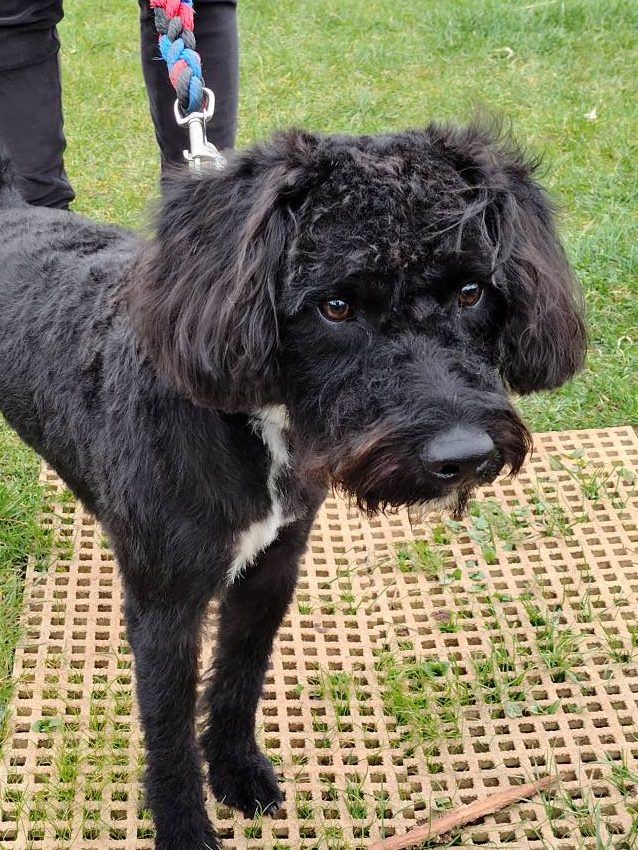 Full Groom for a Pooch